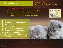 cat milk.webp